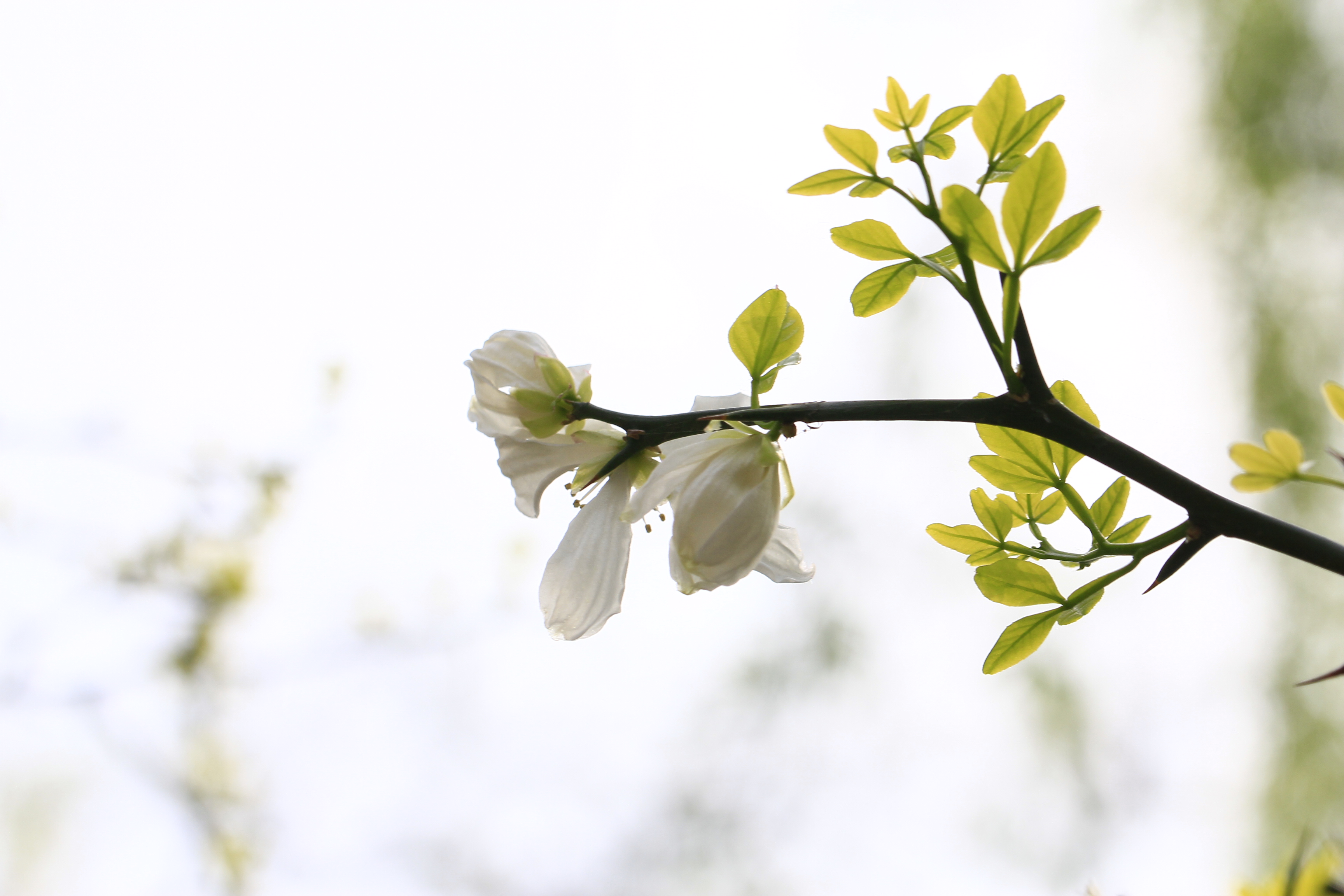 枳花:独特而美丽的植物之花