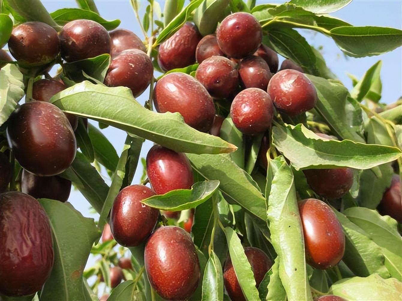 而在这众多的红枣品种中,山西交城骏枣无疑是一颗璀璨的明珠,被誉为"