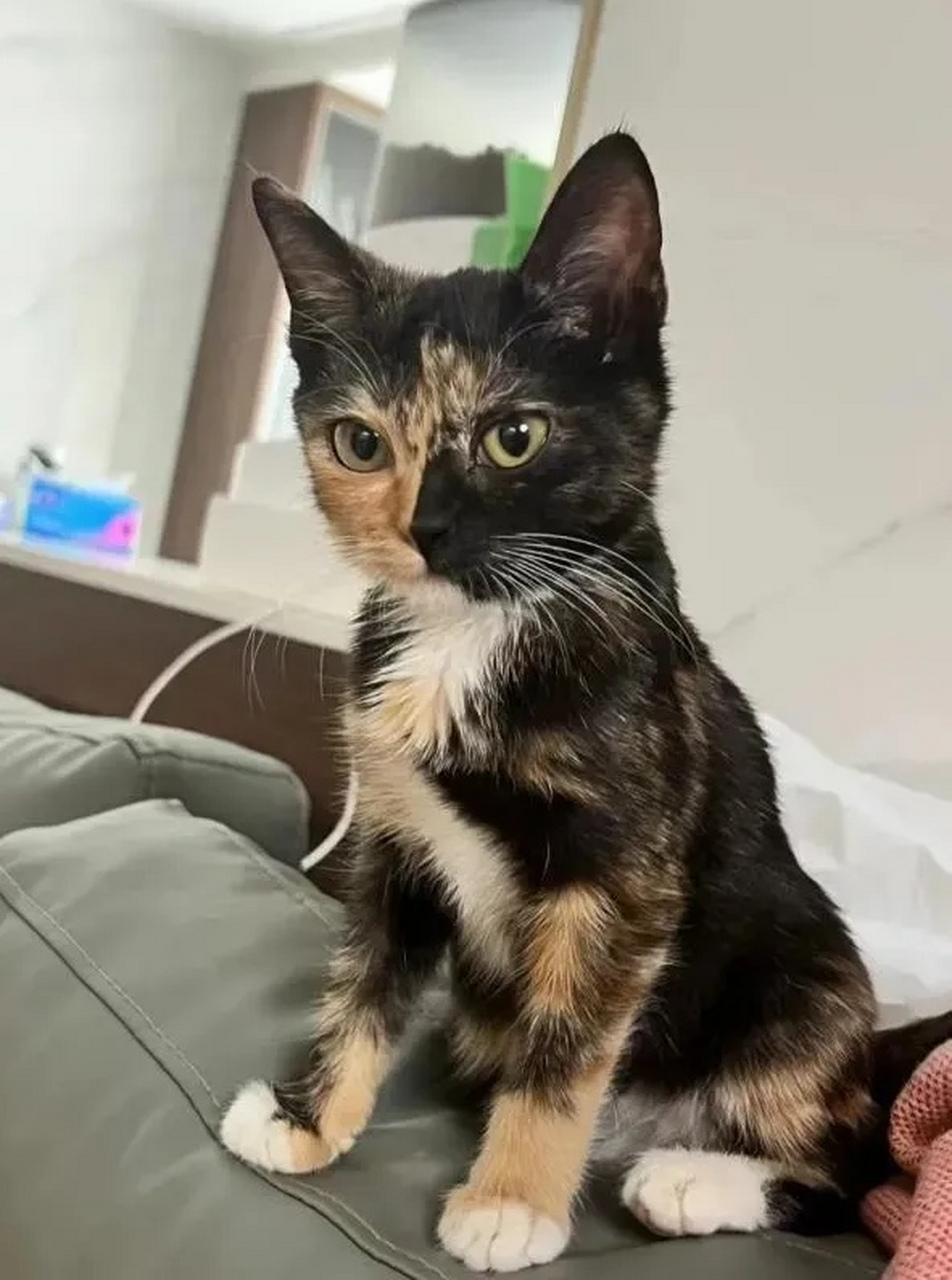 答案就是玳瑁猫.
