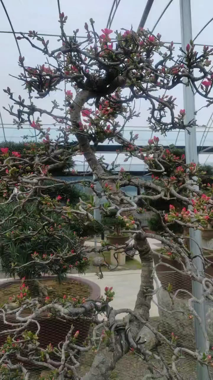 龙游造型老庄西府海棠开花了,你喜欢吗?