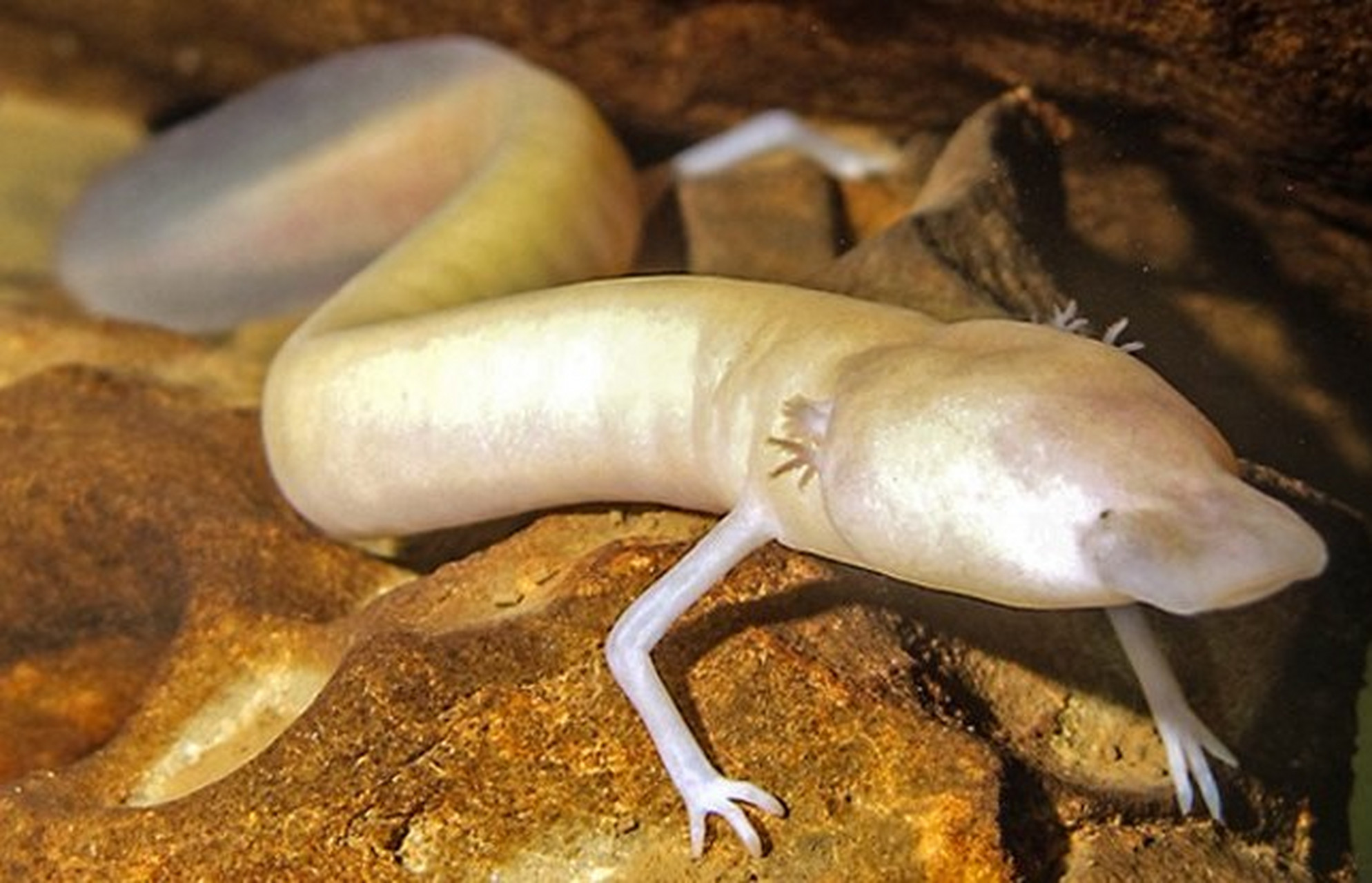 长得最像龙🐉的一种动物~洞螈.