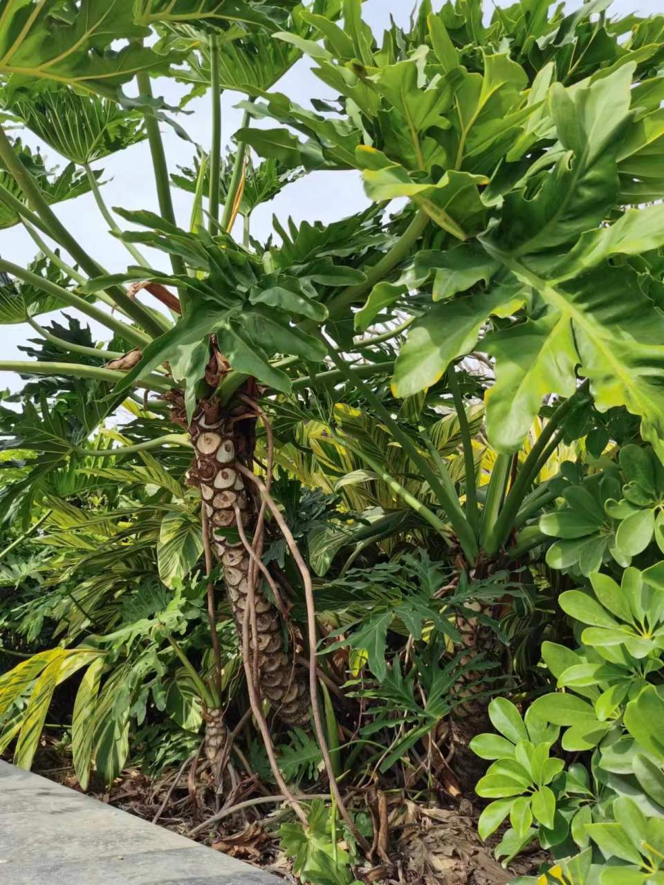 春羽,中文别名春芋,羽裂喜林芋,喜树蕉,小天使蔓绿绒.
