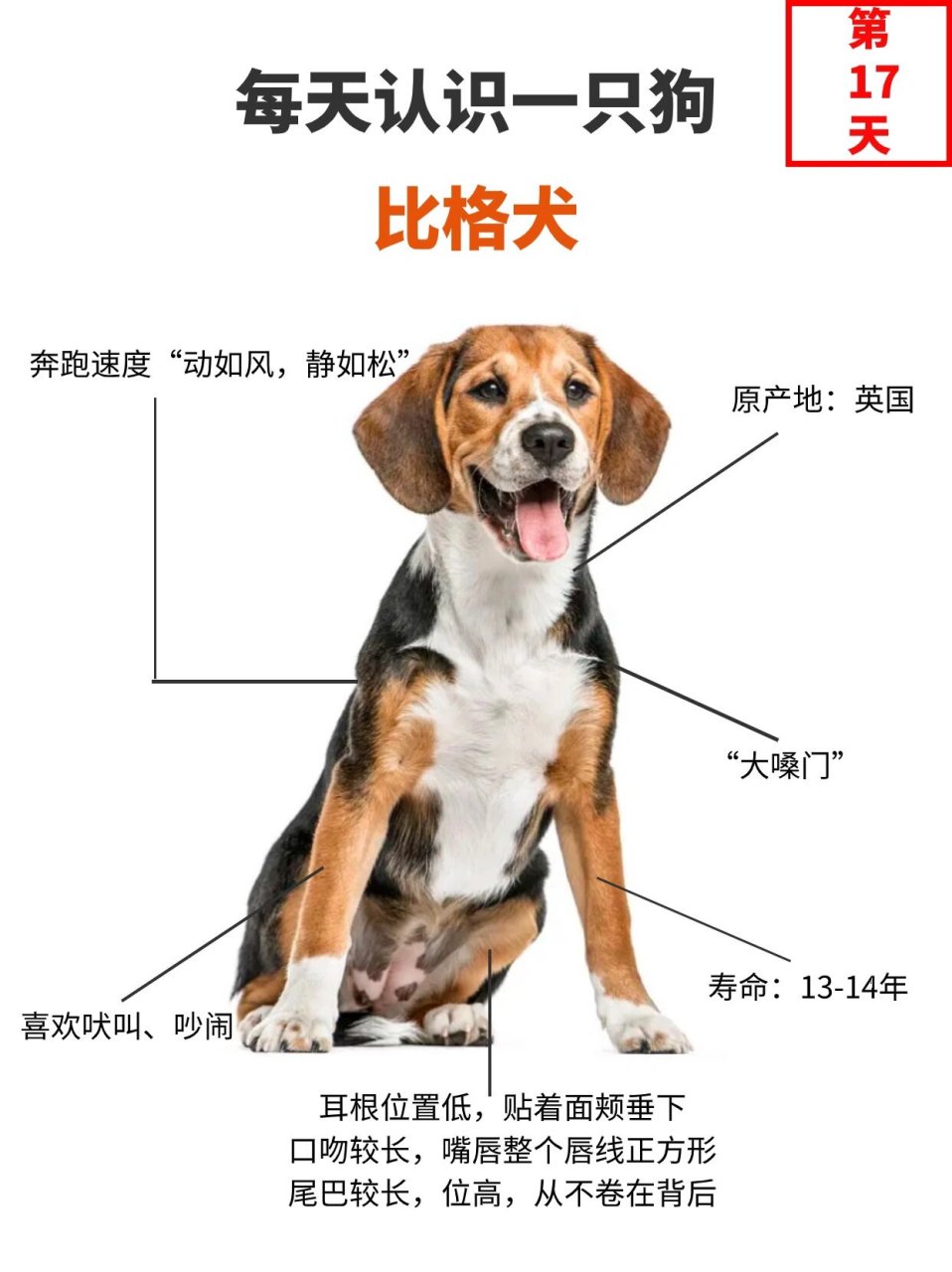 每天认识一只狗~比格犬  比格犬又称米格鲁猎兔犬,原产于英国.