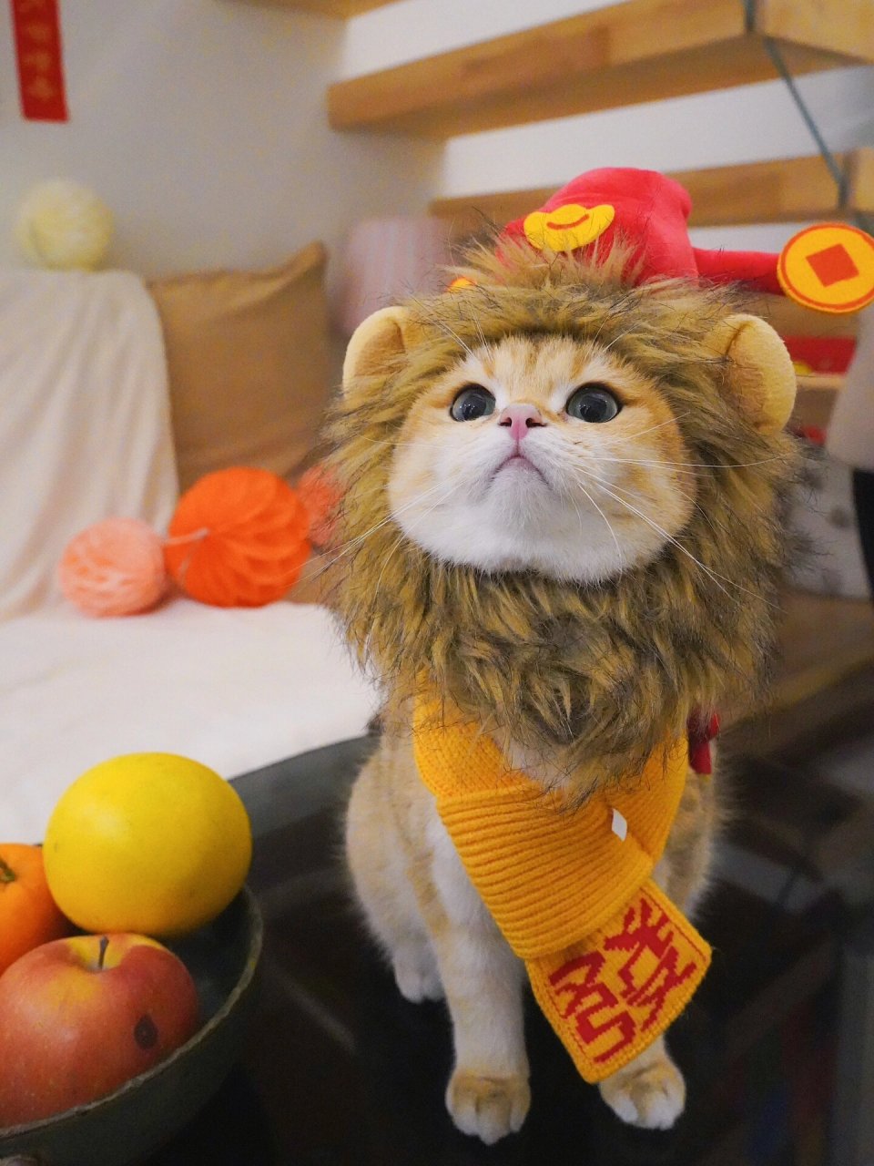 我的招财猫  今天我把猫咪装扮成了招财猫,它的气质简直太符合了!