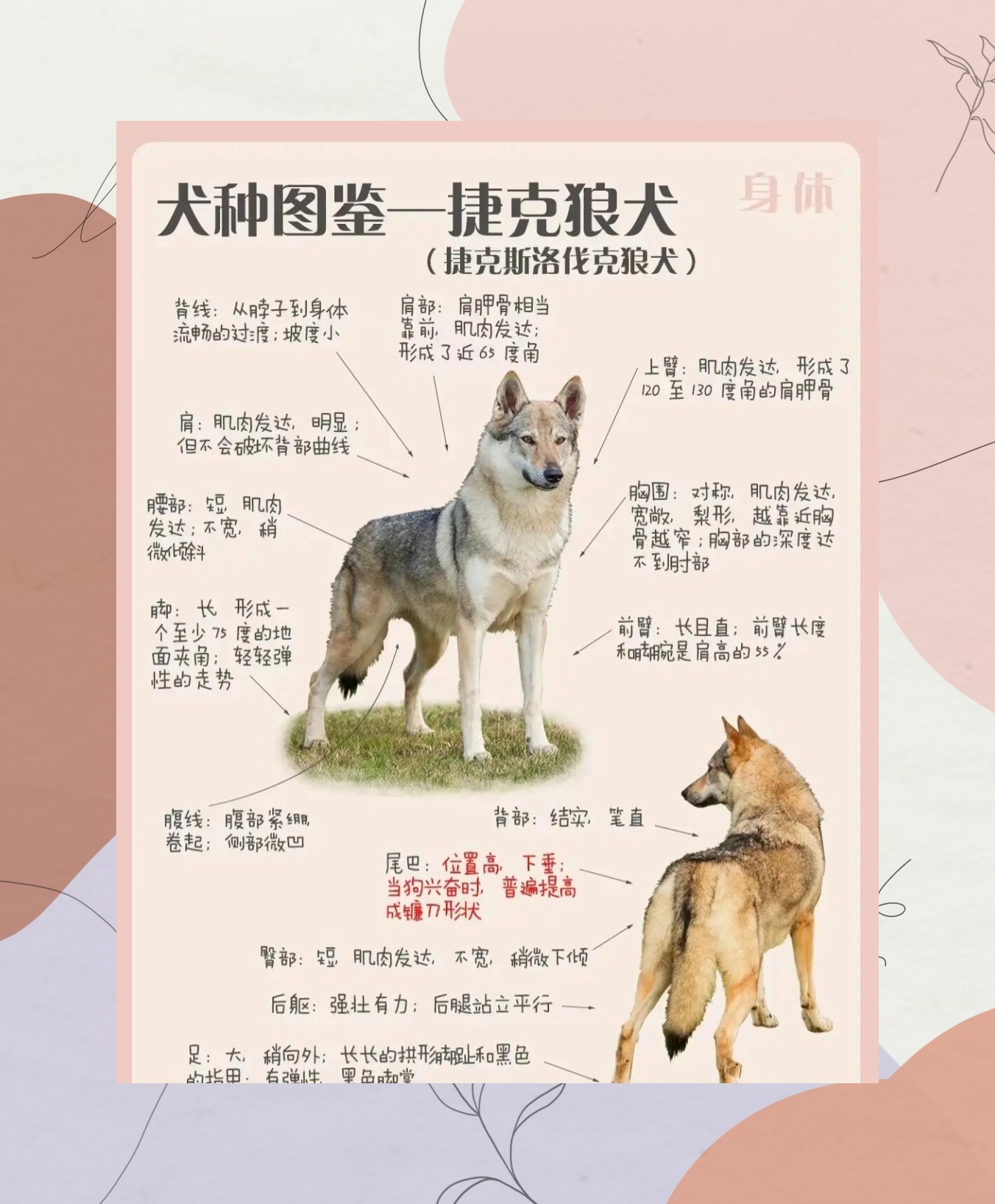 如何挑选捷克狼犬 大型犬简直不要太帅啊 真的一整个爱住了 #养狗