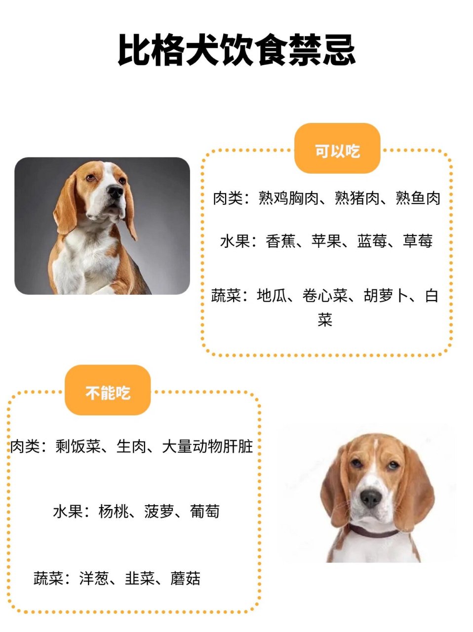 米格鲁猎兔犬智商排名图片