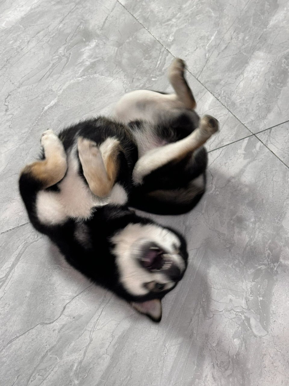 狗狗在地上打滚  这小家伙想出门玩,在地上耍赖滚来滚去,我是很有原则