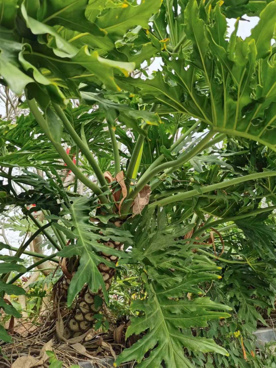 春羽,中文别名春芋,羽裂喜林芋,喜树蕉,小天使蔓绿绒.
