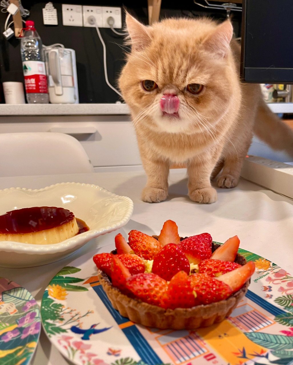 看看我家这只小馋猫,眼睛直勾勾地盯着桌上的水果