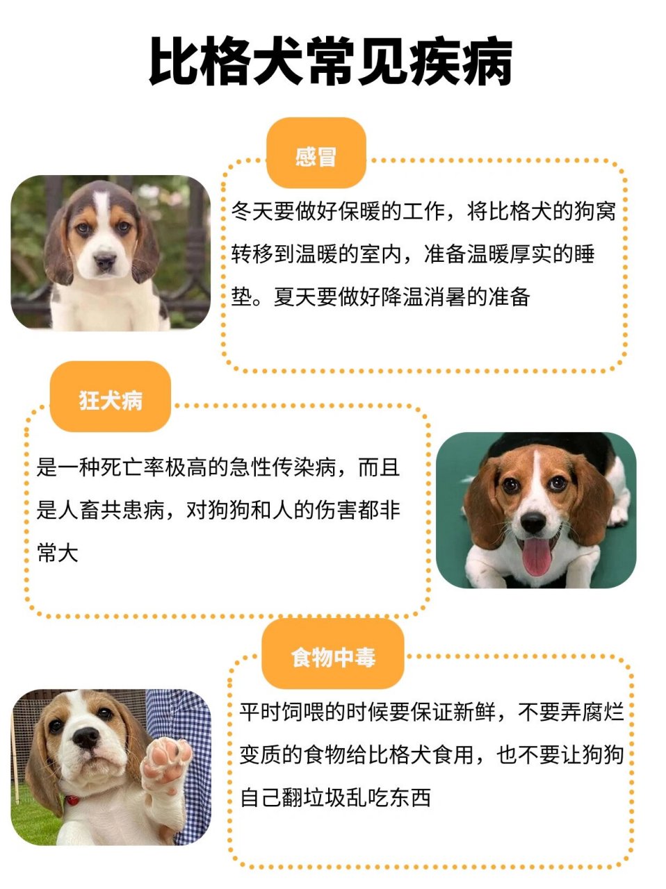 米格鲁猎兔犬智商排名图片