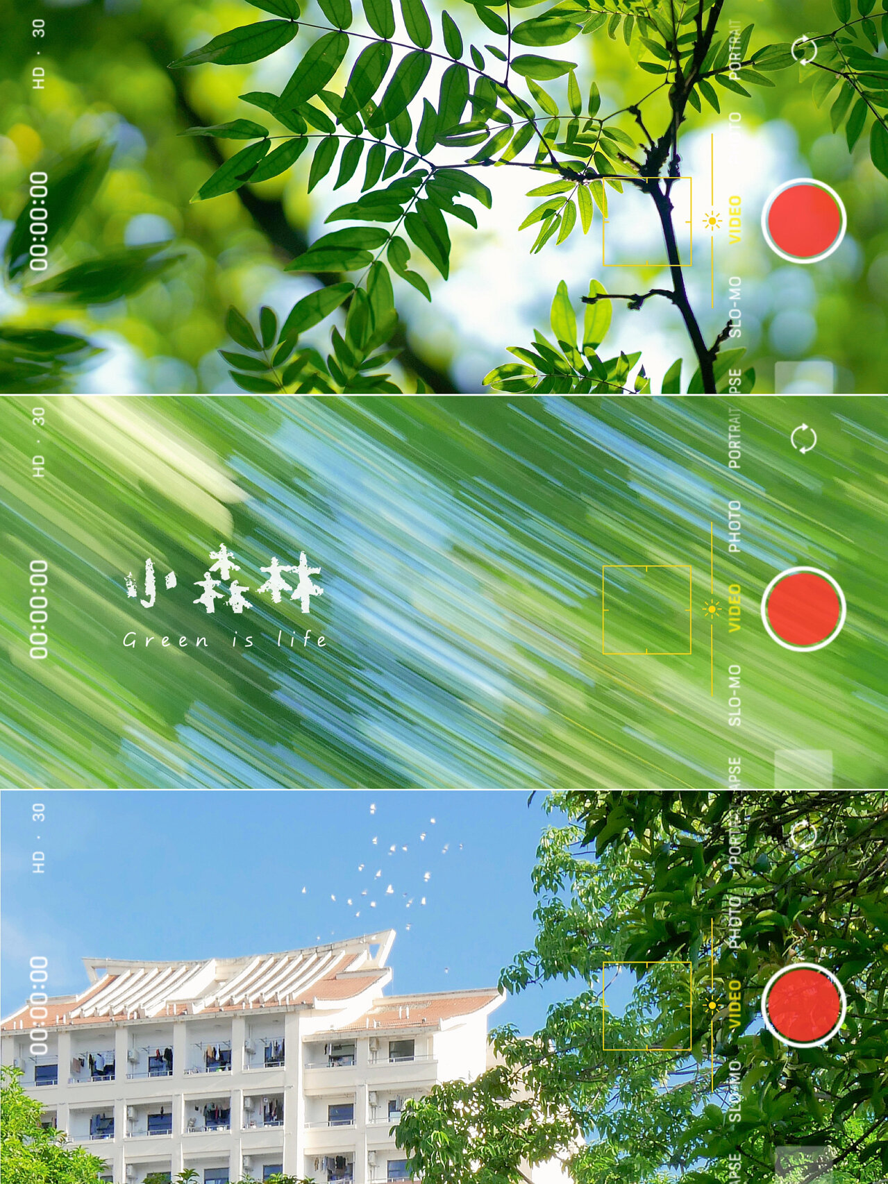 拍照调色|会呼吸的绿色  前不久,我去了一个森林公园, 那里的绿色植被