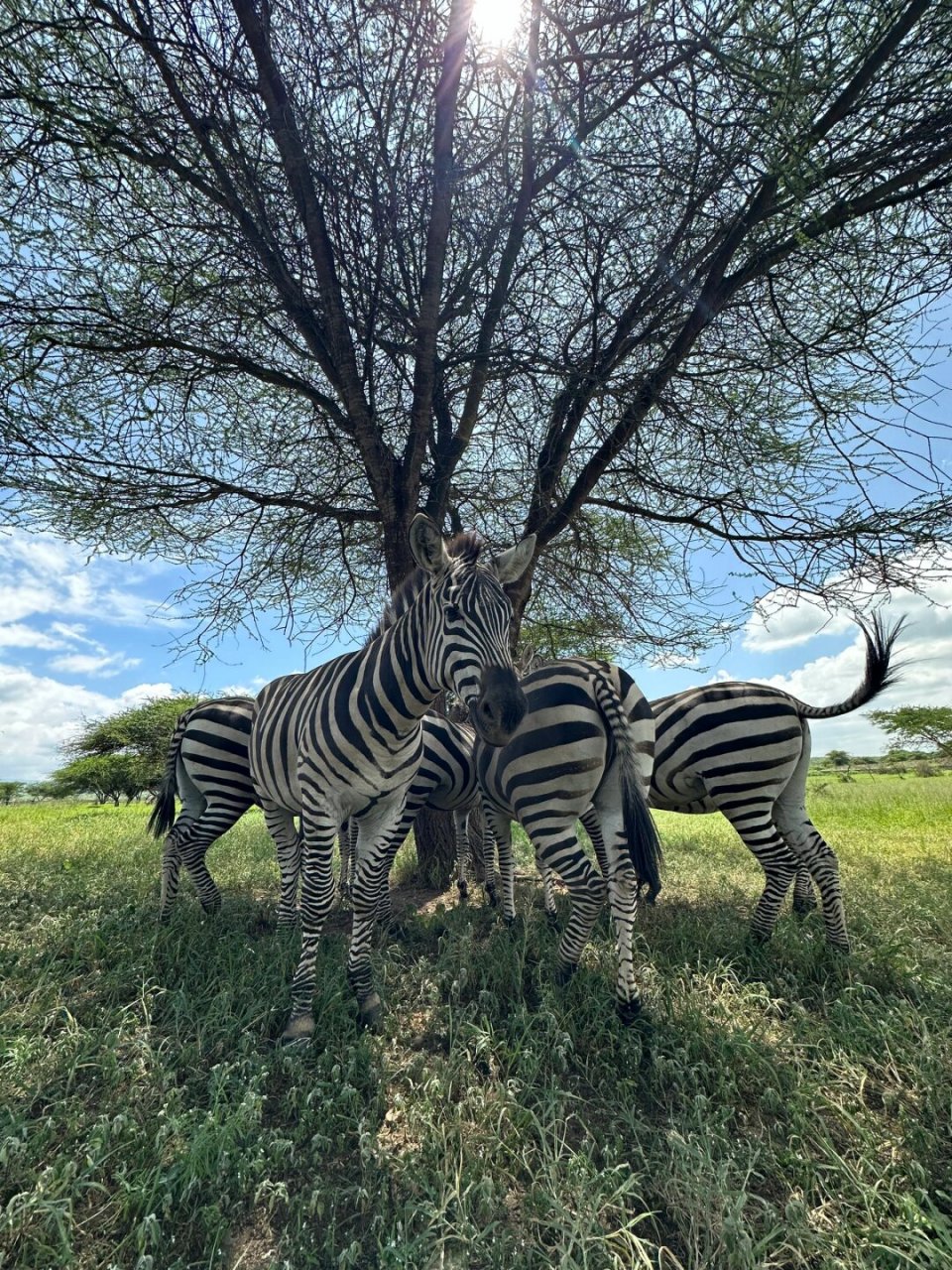 非洲野生动物之旅:与大自然零距离接触030001  来非洲探险