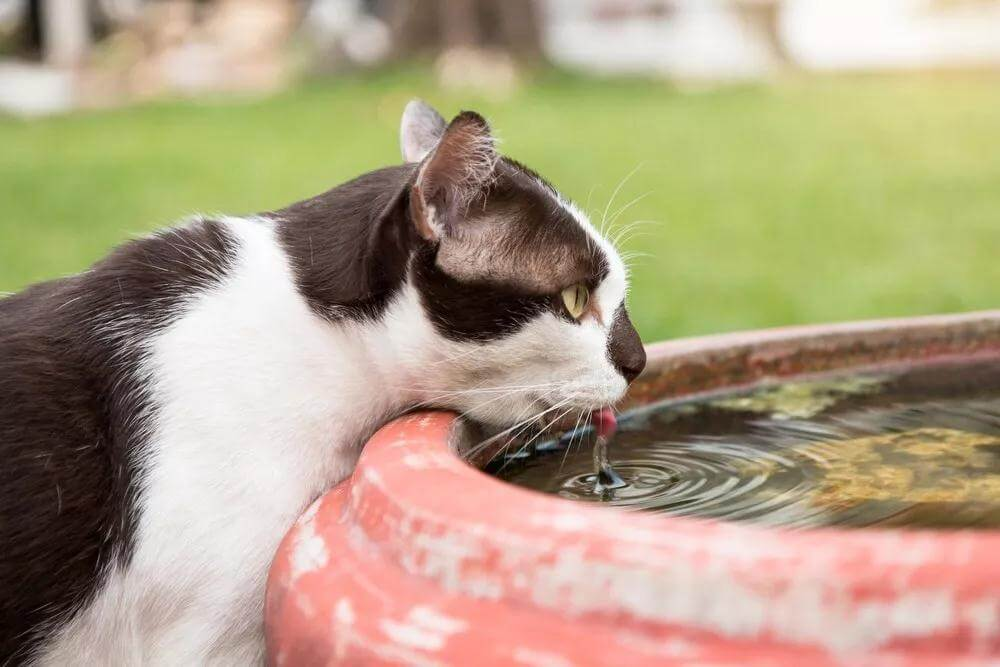 猫咪喝水后一抽一抽的咳嗽(猫咪每次喝水后一抽一抽的咳嗽)