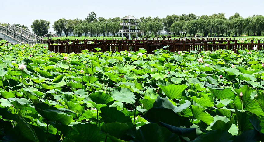 来宝应荷园,偶遇荷花盛开
