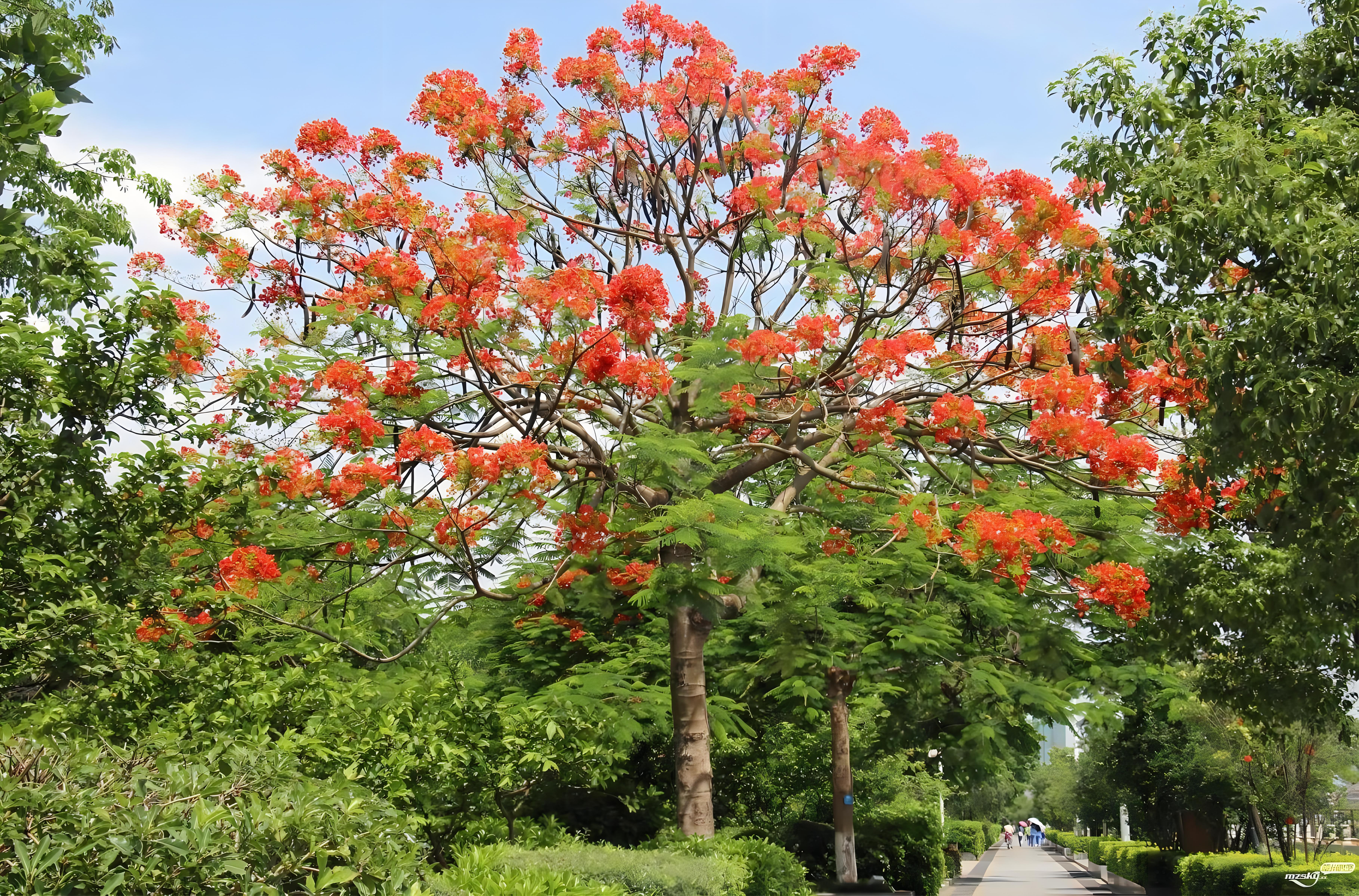 凤凰树是什么树?凤凰树的特点有哪些?