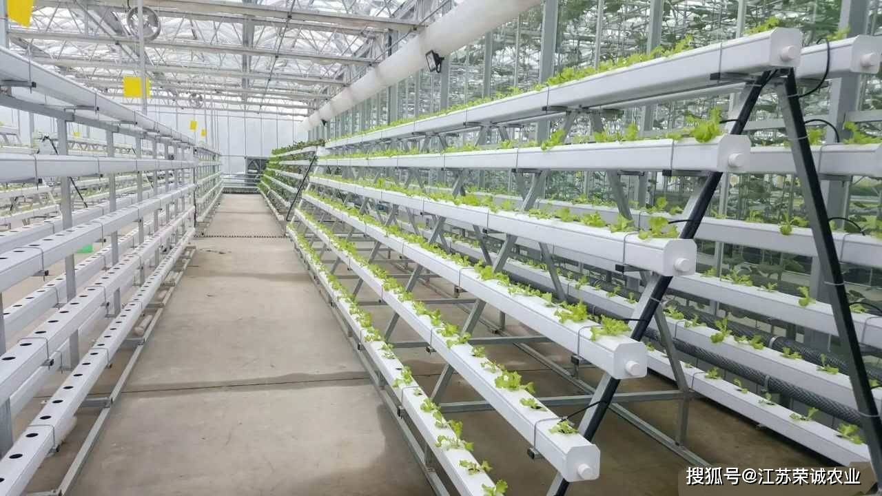 立体草莓种植架,无土增加产量,干净卫生,方便管理采摘