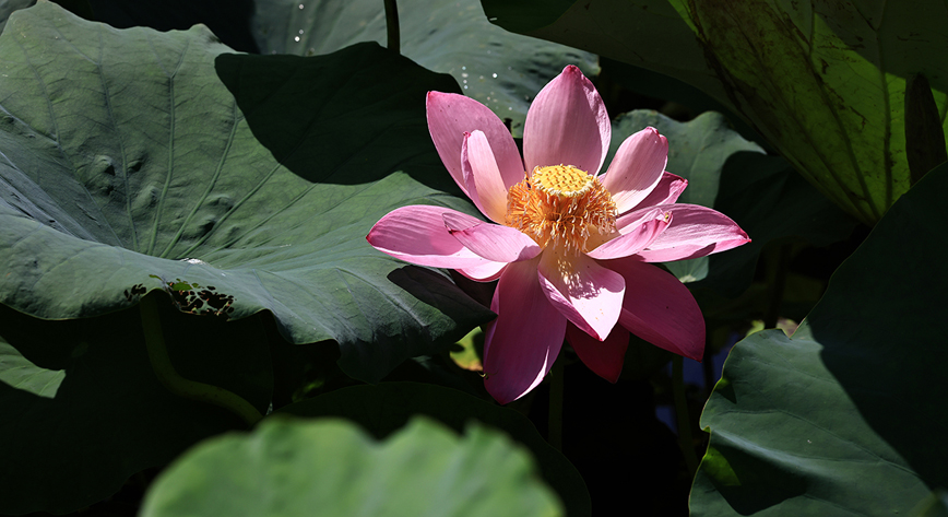 来宝应荷园,偶遇荷花盛开