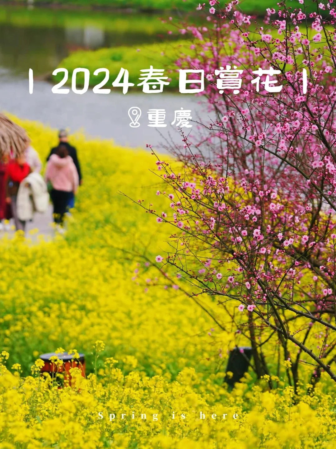 美爆!重庆周边春游赏花攻略,周末安排