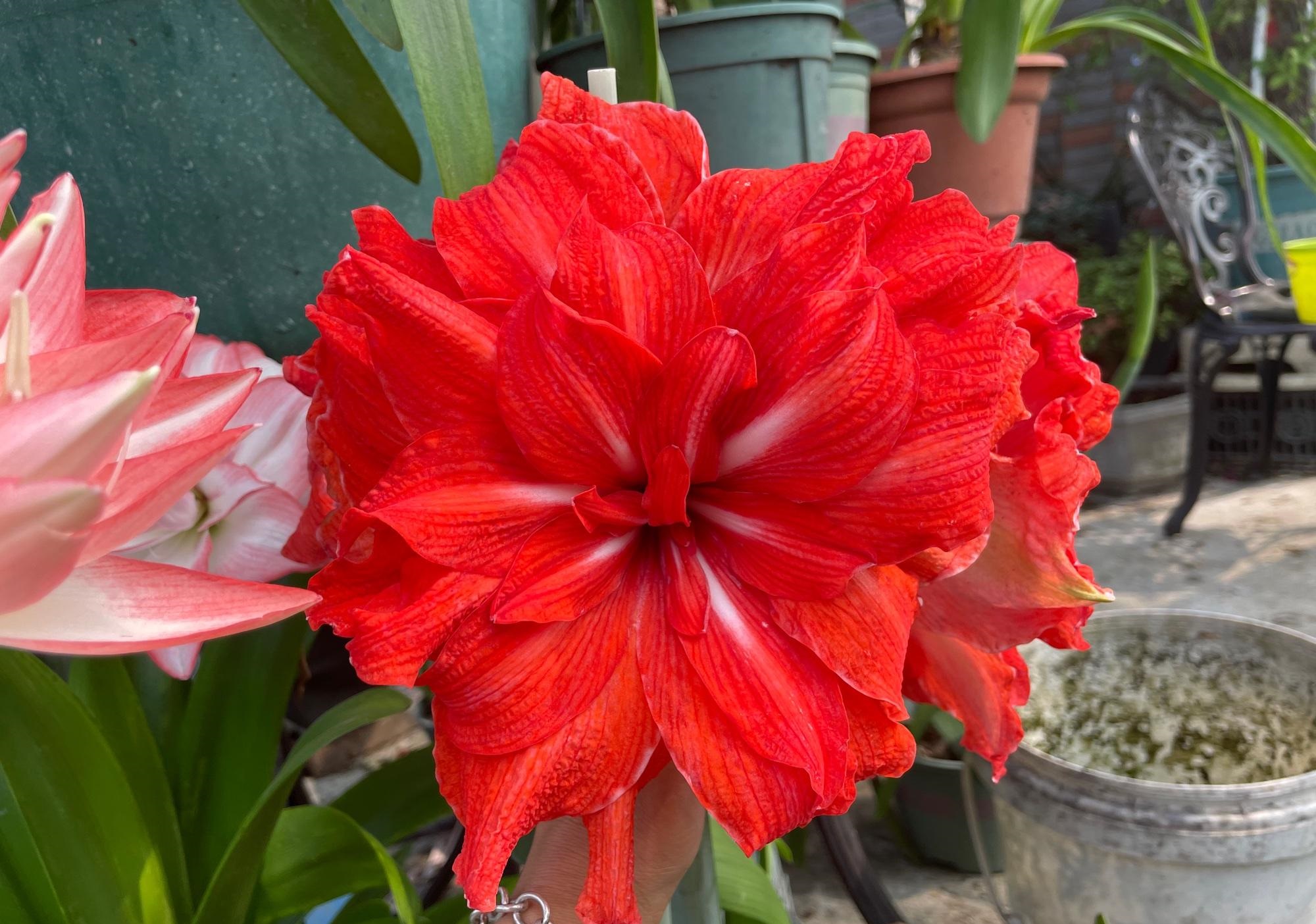 喜欢养朱顶红,就选"双马戏团",花朵大,颜色美,超爱开花!