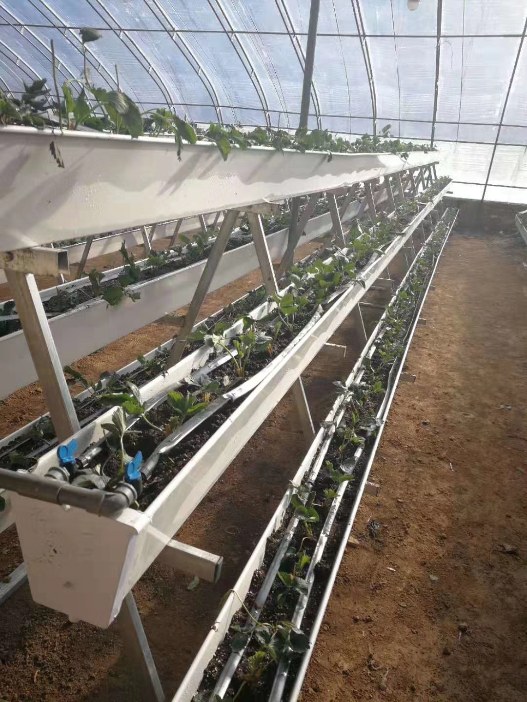 立体草莓种植架,无土增加产量,干净卫生,方便管理采摘