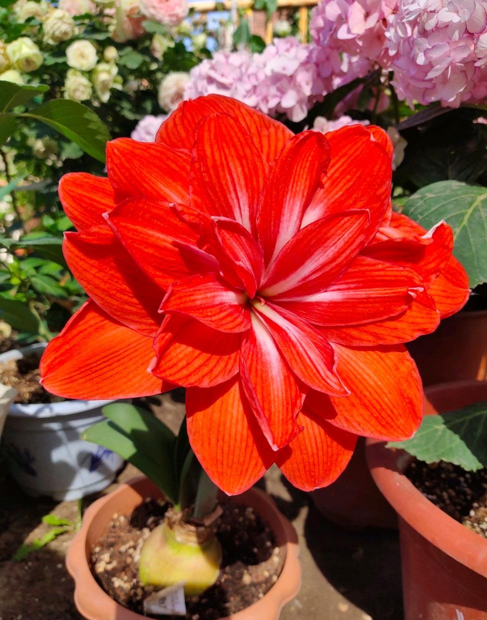 喜欢养朱顶红,就选"双马戏团",花朵大,颜色美,超爱开花!