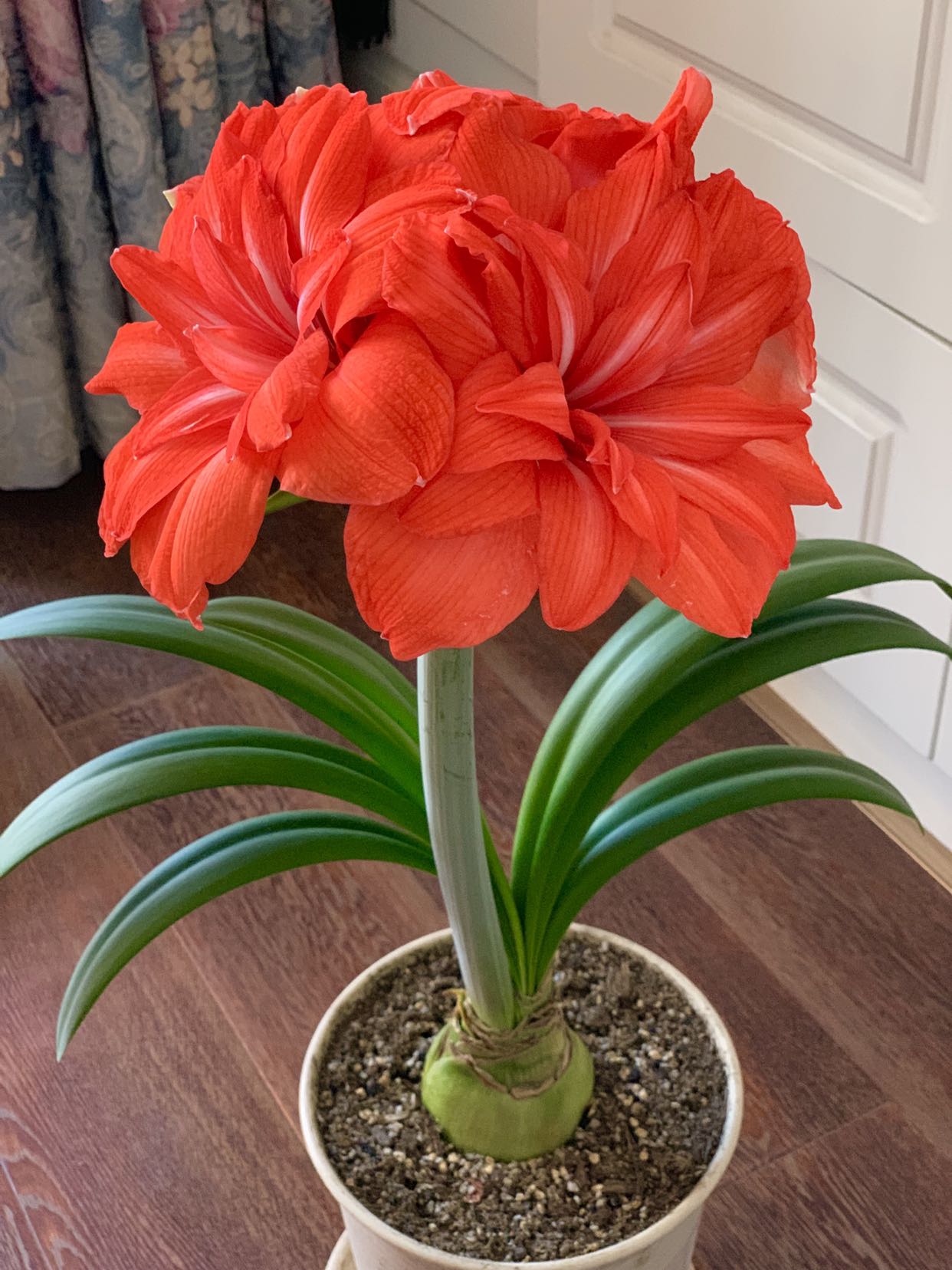 喜欢养朱顶红,就选"双马戏团",花朵大,颜色美,超爱开花!