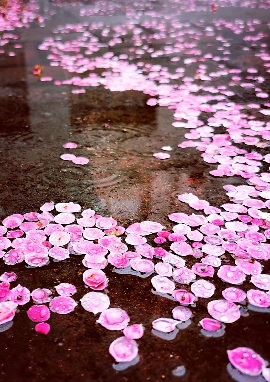 附原玉 朝尚迎春暮落芳,月移影动叹无常