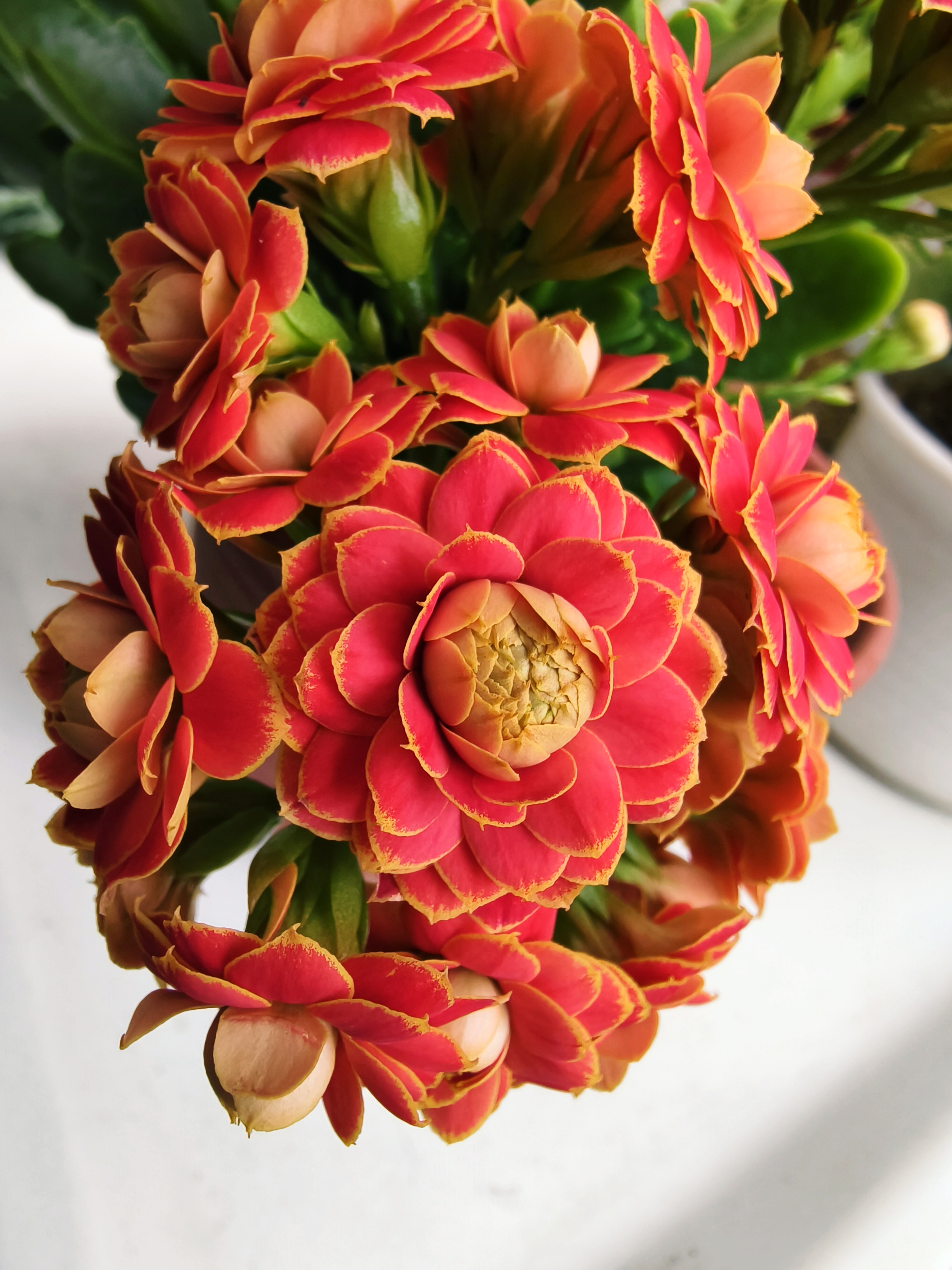 长寿花,哪款花朵大?