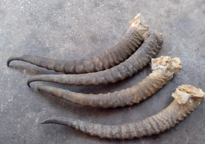 每日一味中药:羚羊角