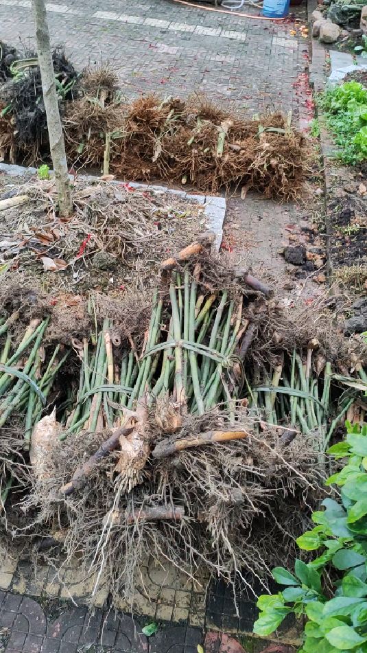 麻竹苗基地麻竹笋之乡麻竹笋管理麻竹笋产业