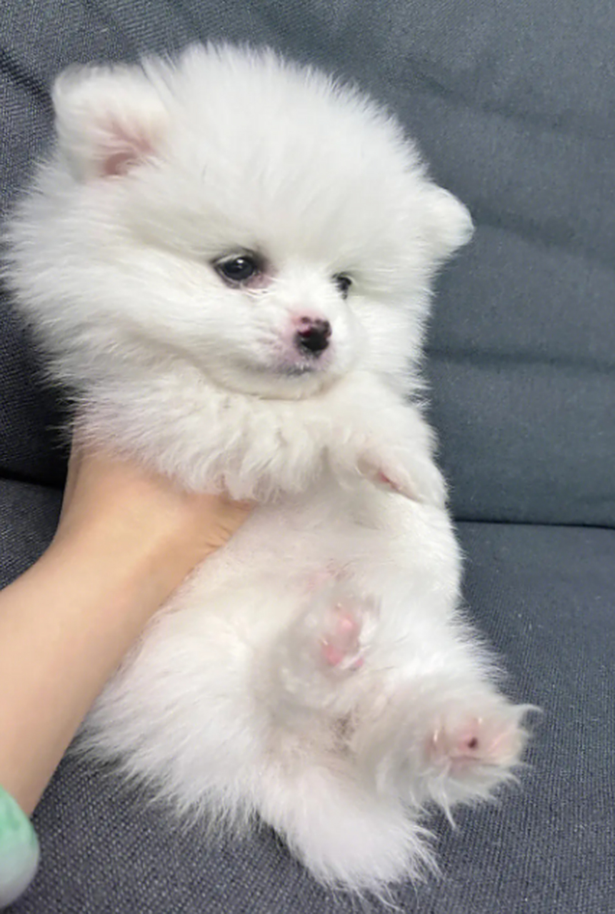 快来加入博美大家庭,享受温馨陪伴吧![原文:博美狗如何饲养?博美犬:.