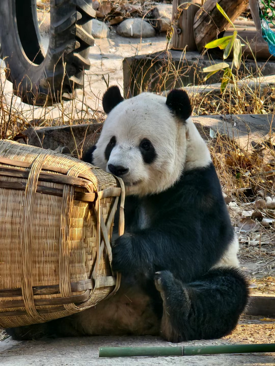 二小子! 开始编大家伙了吗?