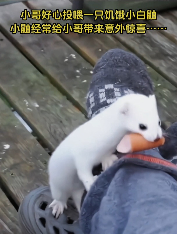 小哥好心投喂一只饥饿小白鼬,小鼬经常给小哥带来意外惊喜