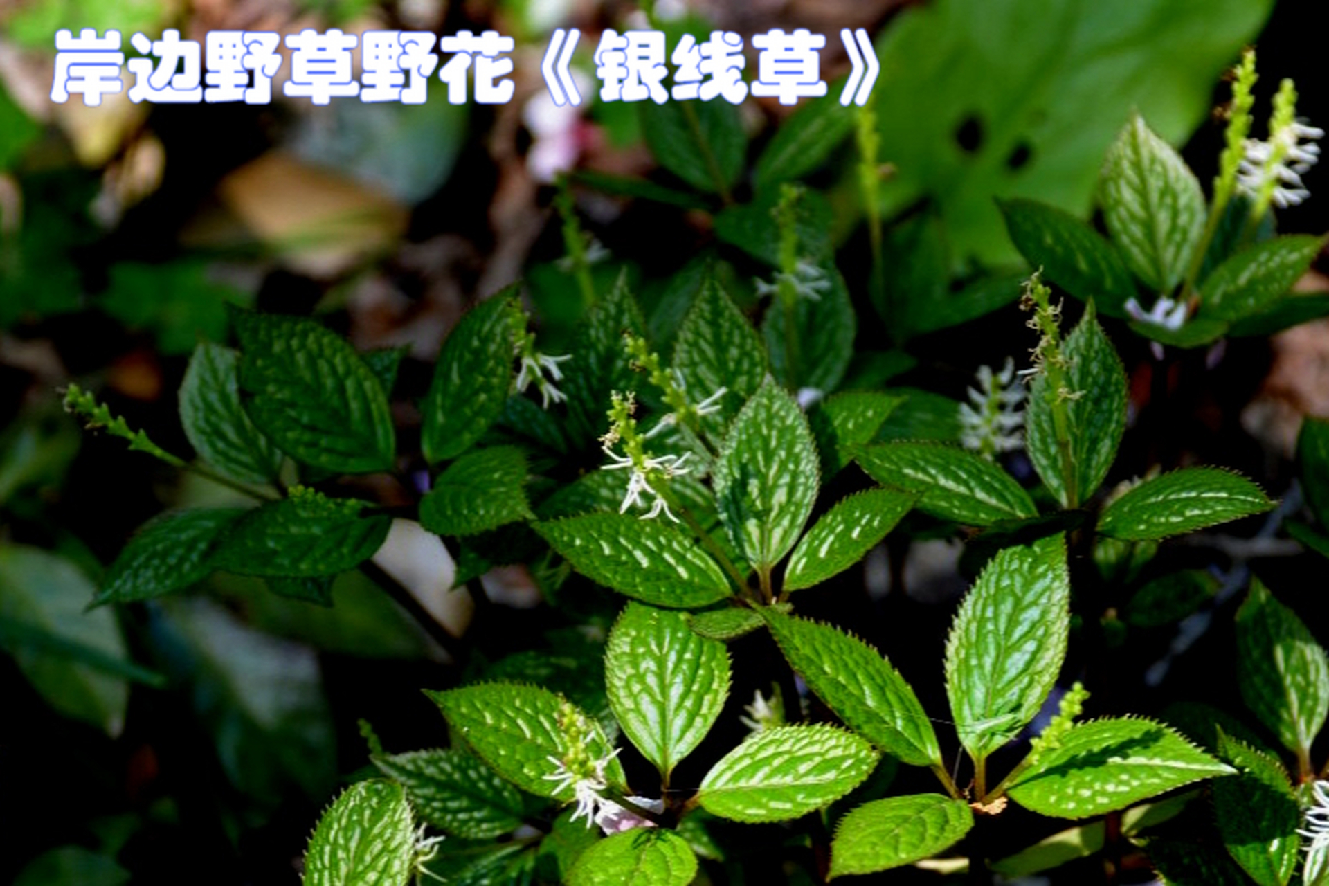 银线草是我国东北地区常见的野生植物,生长在阴湿处,有独特的假轮生状
