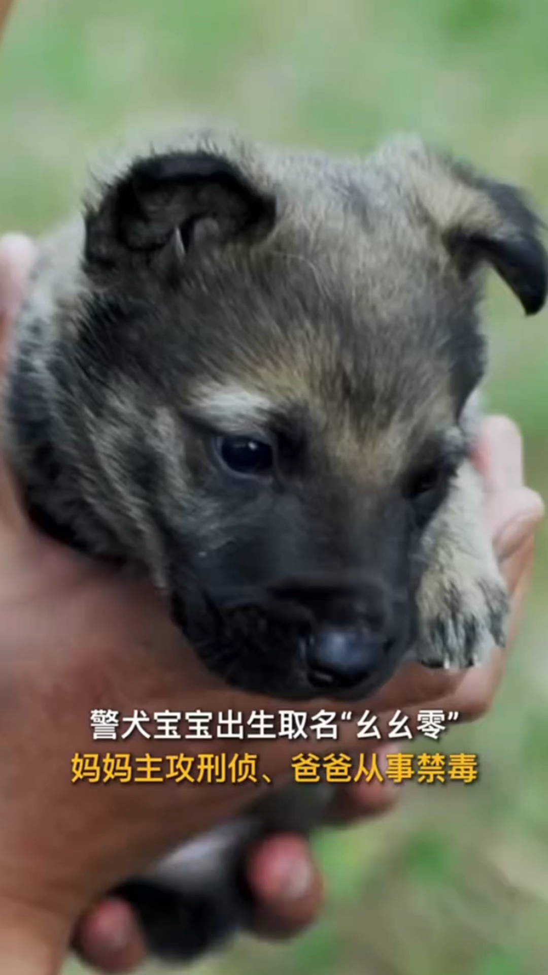 警犬生宝宝图片