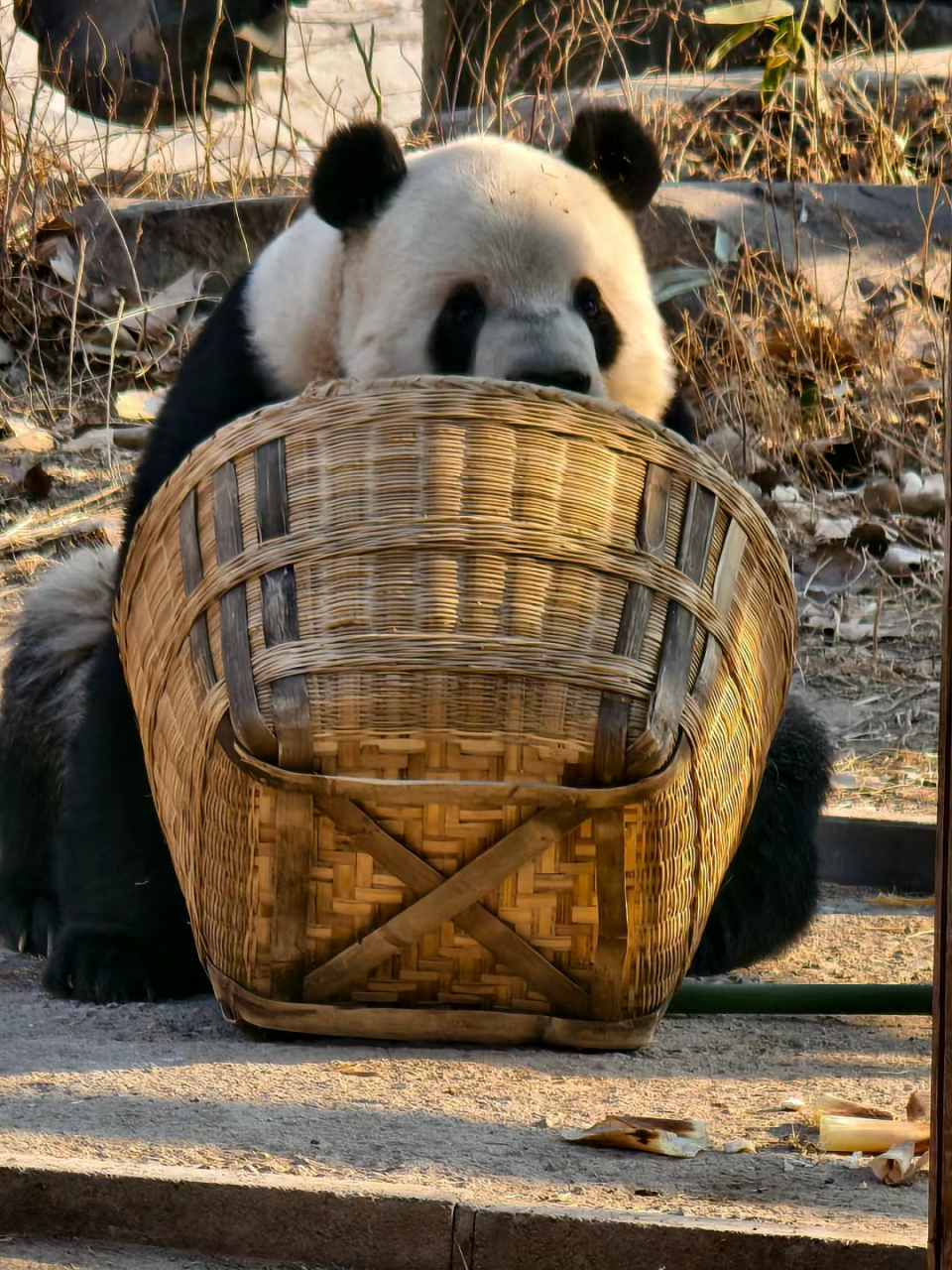 二小子! 开始编大家伙了吗?