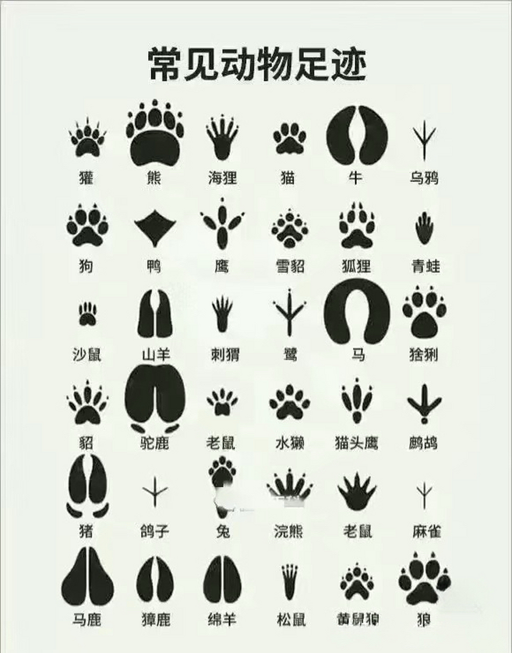 常见的各种动物的脚印,我觉得百度的logo就取材于此!