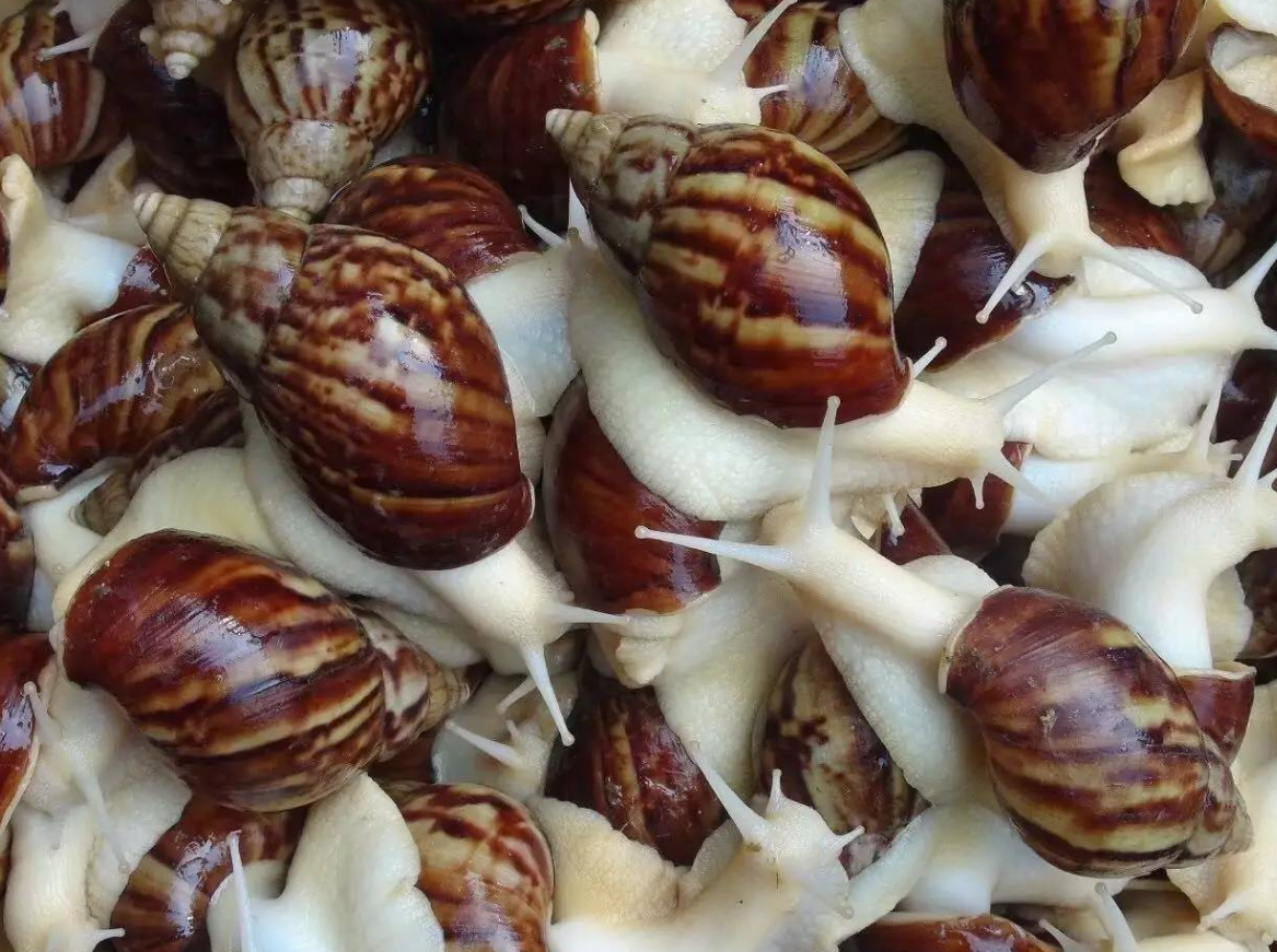 蜗牛肉的家常简单做法,法式蜗牛:简单新手做法,美味与震撼并存