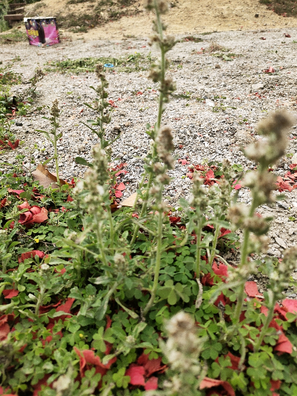 学名匙叶合冠鼠麴草,一种田埂里常见的草,如果没记错可以用来做籺的