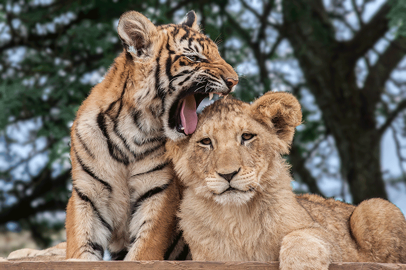 回顾狮虎兽虎狮兽虎狮虎兽狮狮虎兽这些动物怎么来的