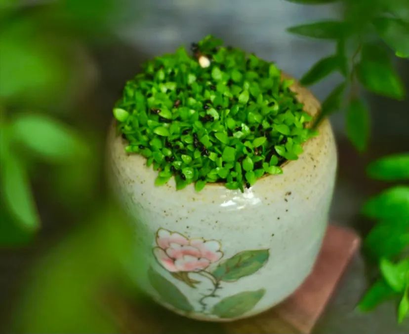 种子盆栽:养一盆火龙果苗,比多肉还好看