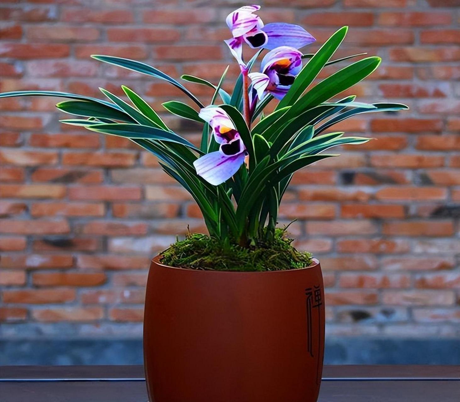 紫月荷兰,四季开花,花瓣梦幻,观赏价值高!