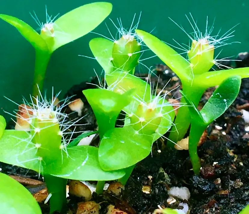 种子盆栽:养一盆火龙果苗,比多肉还好看