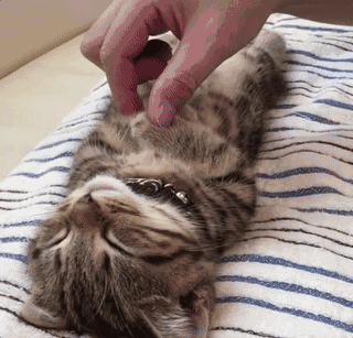 为什么不建议让猫咪上床睡觉?网友:主要有5大原因