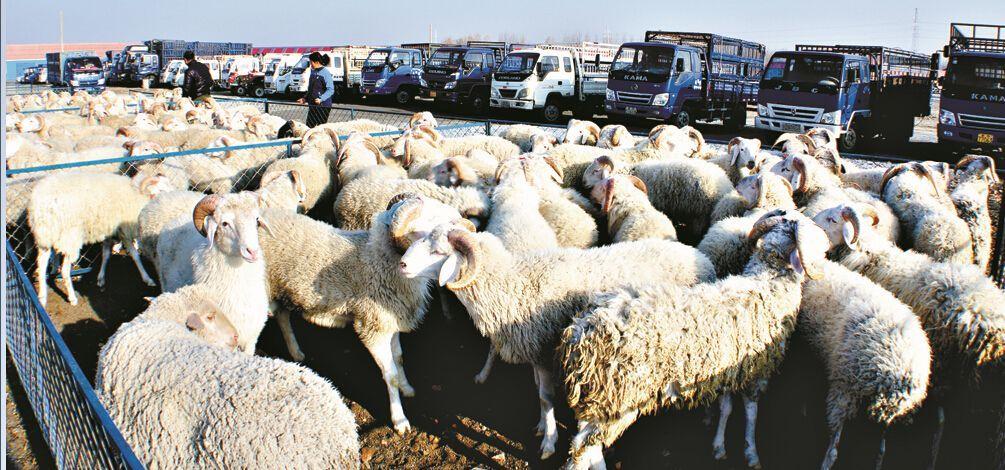 2017年4位牧民和700多只羊离奇消失警方苦寻无果4只小羊立功