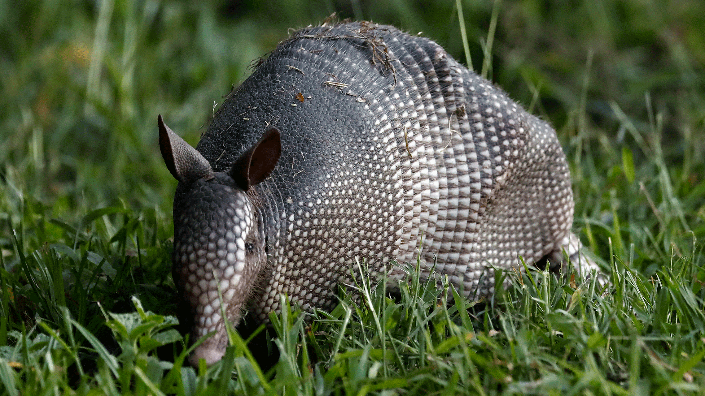 探索山海经中的神秘生物——犰狳!