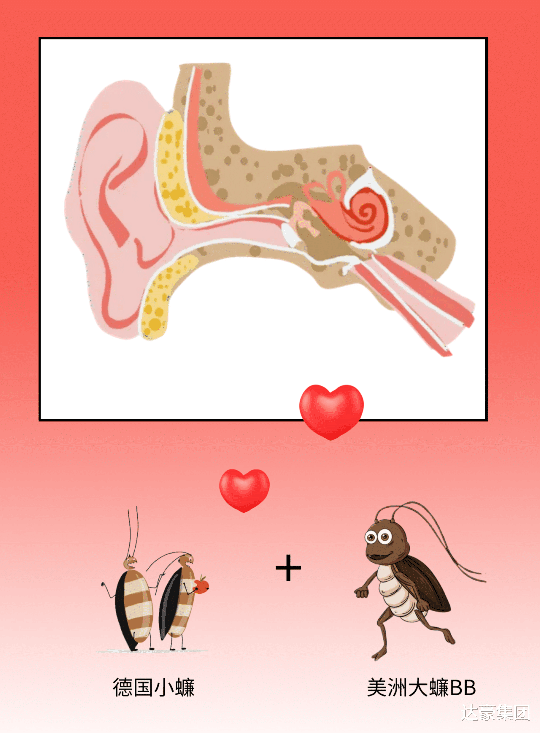 九成人不知蟑螂天敌是什么屋里放上1个它蟑螂跑光了