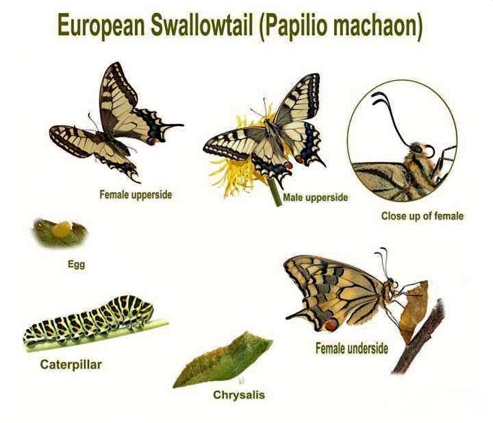 是蝴蝶,世上最变态的生物是啥?还是蝴蝶