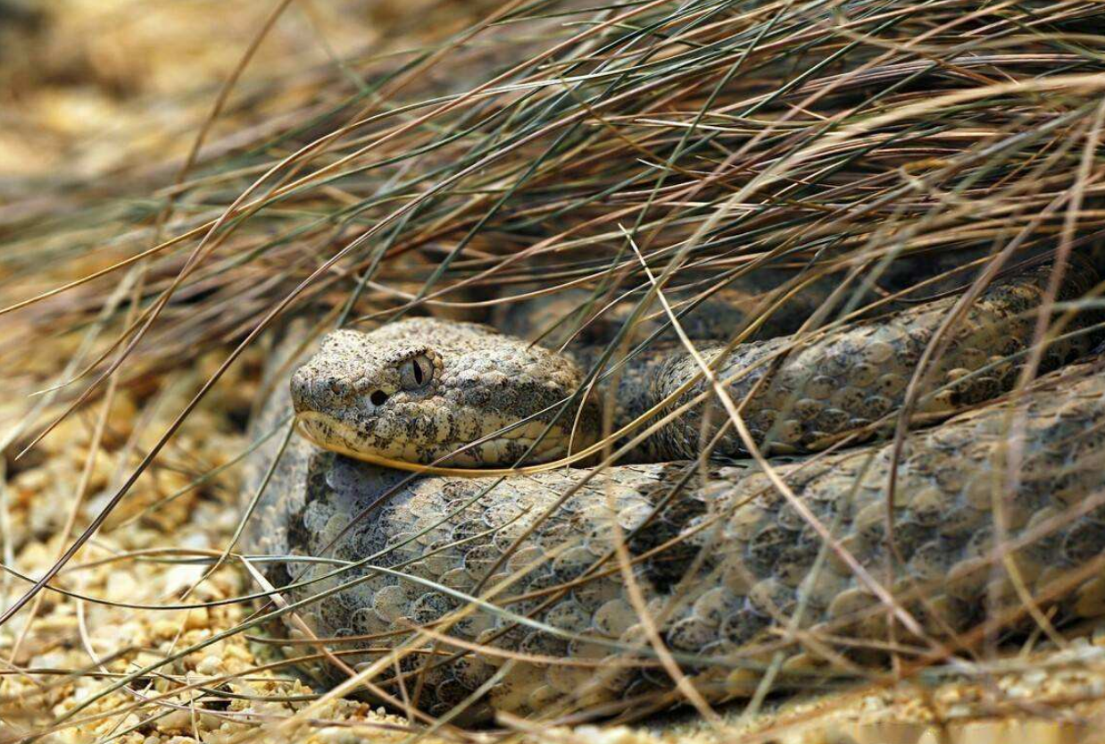 回顾:冬眠的蛇如果被人挖到,还会咬人吗?该如何处理这种情况?