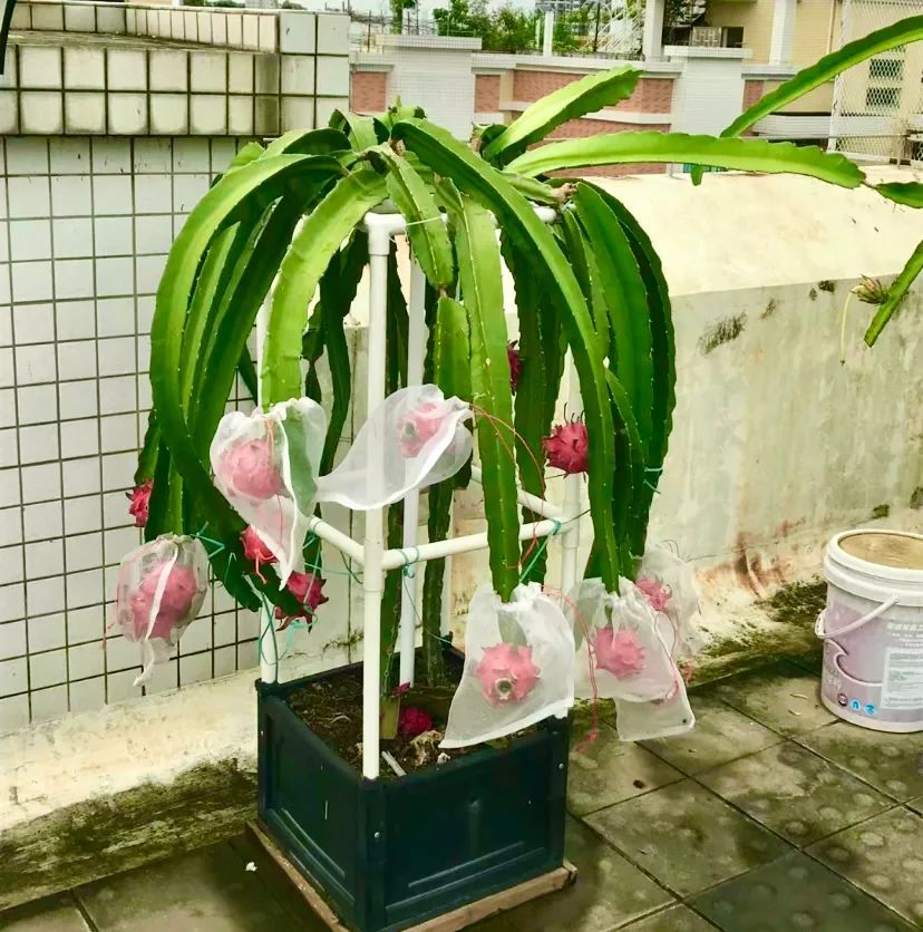 种子盆栽:养一盆火龙果苗,比多肉还好看